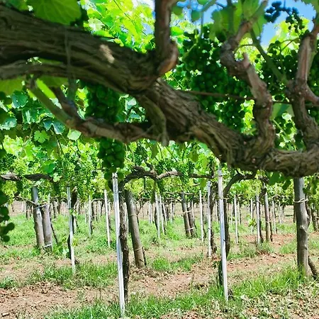 Gioiavitae - Bed-in-botte - Dormire In Vigna Luogosano