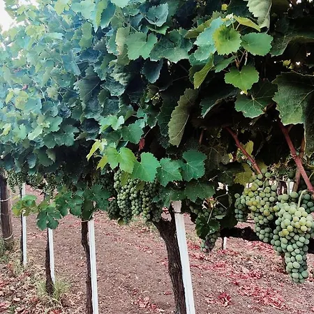 Gioiavitae - Bed-in-botte - Dormire In Vigna Tente de luxe Luogosano