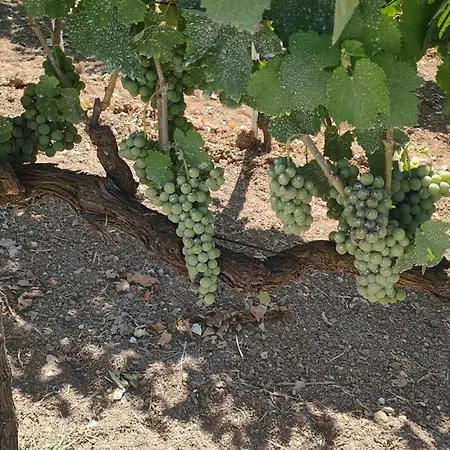 Gioiavitae - Bed-in-botte - Dormire In Vigna Tente de luxe Luogosano