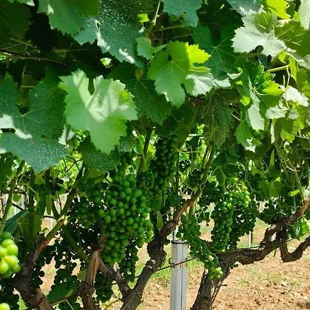 Gioiavitae - Bed-in-botte - Dormire In Vigna Tente de luxe