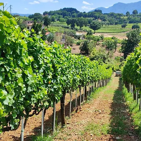 Gioiavitae - Bed-in-botte - Dormire In Vigna * Luogosano
