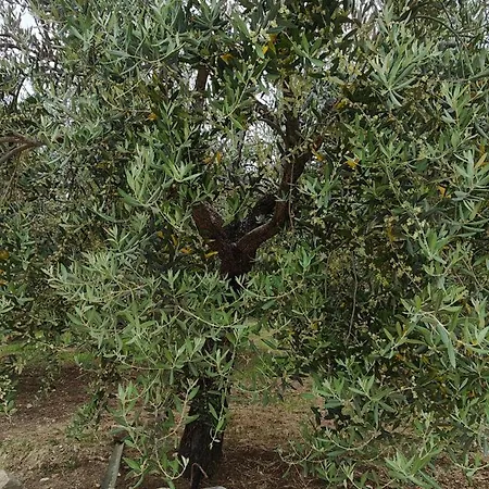 Luxusní stan Gioiavitae - Bed-in-botte - Dormire In Vigna *