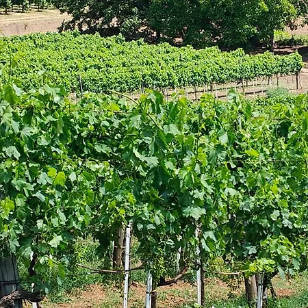 Gioiavitae - Bed-in-botte - Dormire In Vigna Luksustelt