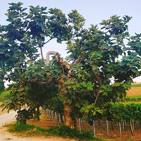 Gioiavitae - Bed-in-botte - Dormire In Vigna Luxusní stan Luogosano